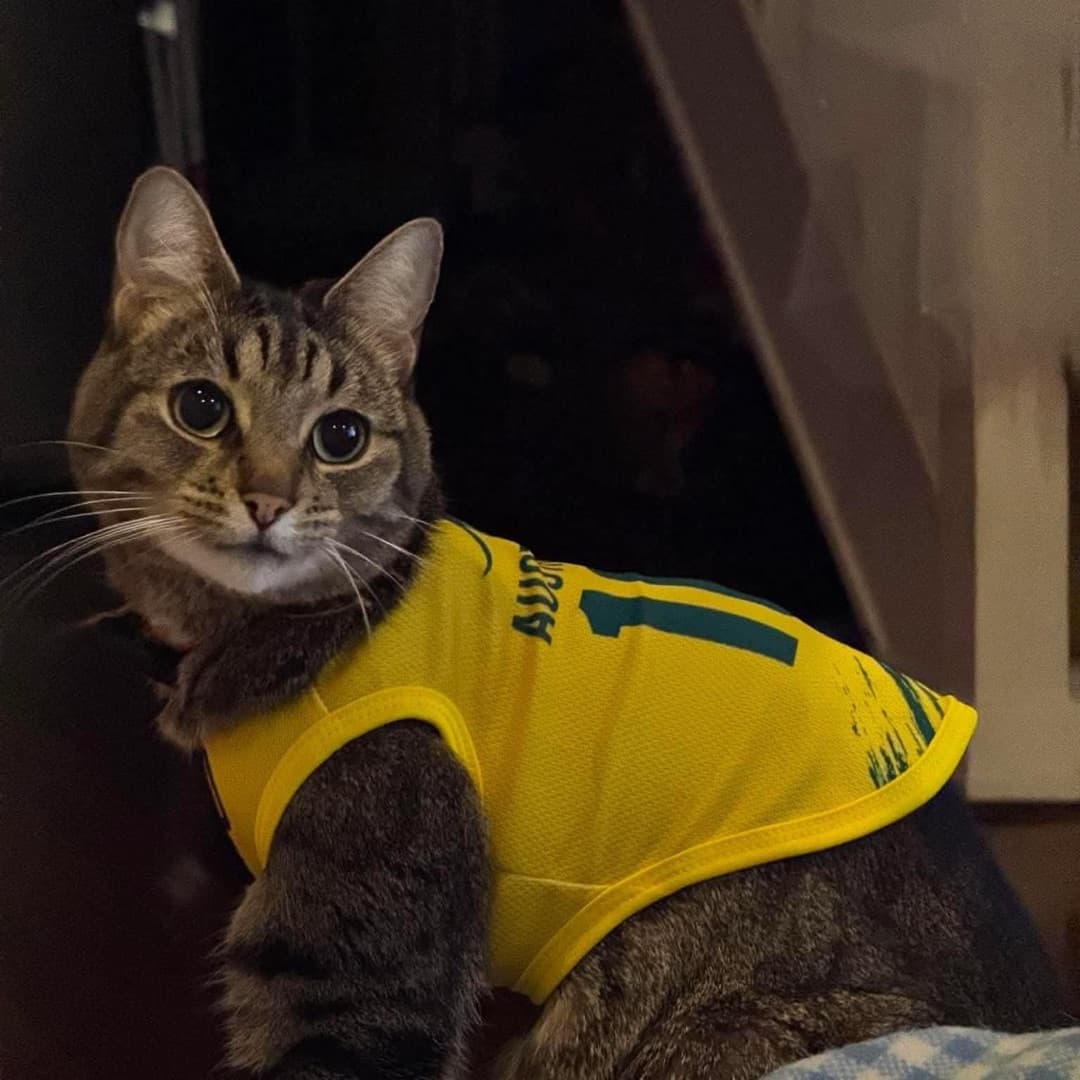 Even the cat reps the Australia kit