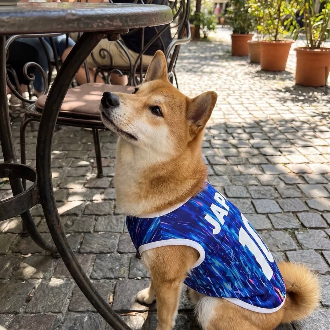 Shiba Inu in the Japan kit at a cafe