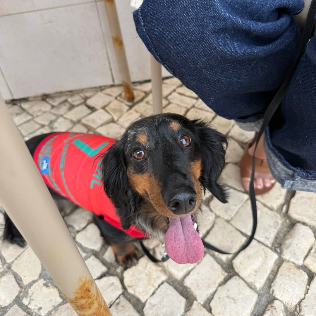 Long-haired Dachshund in a Paw Sportz kit at a cafe