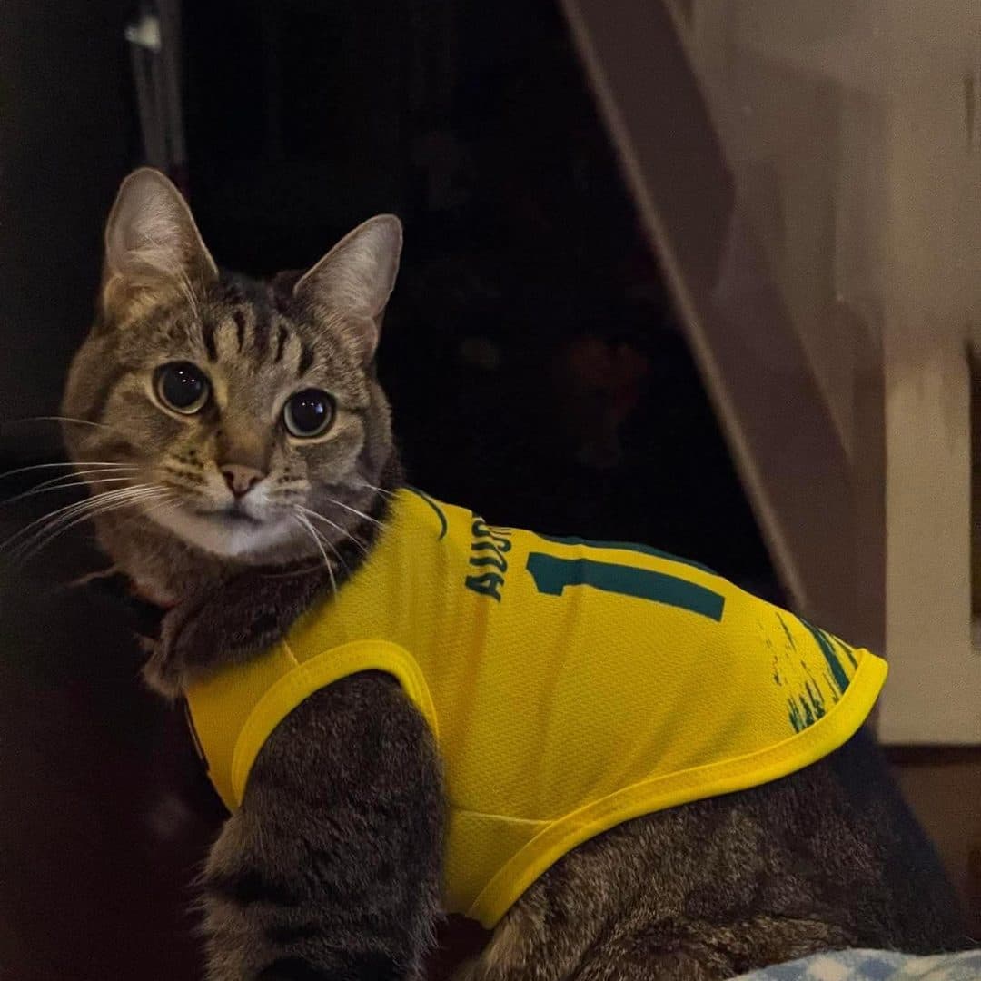 Tabby cat wearing the Australia jersey on the couch