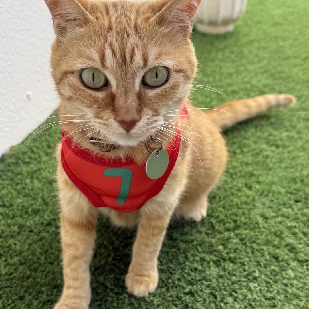 Ginger cat sitting on the lawn in the red Portugal jersey