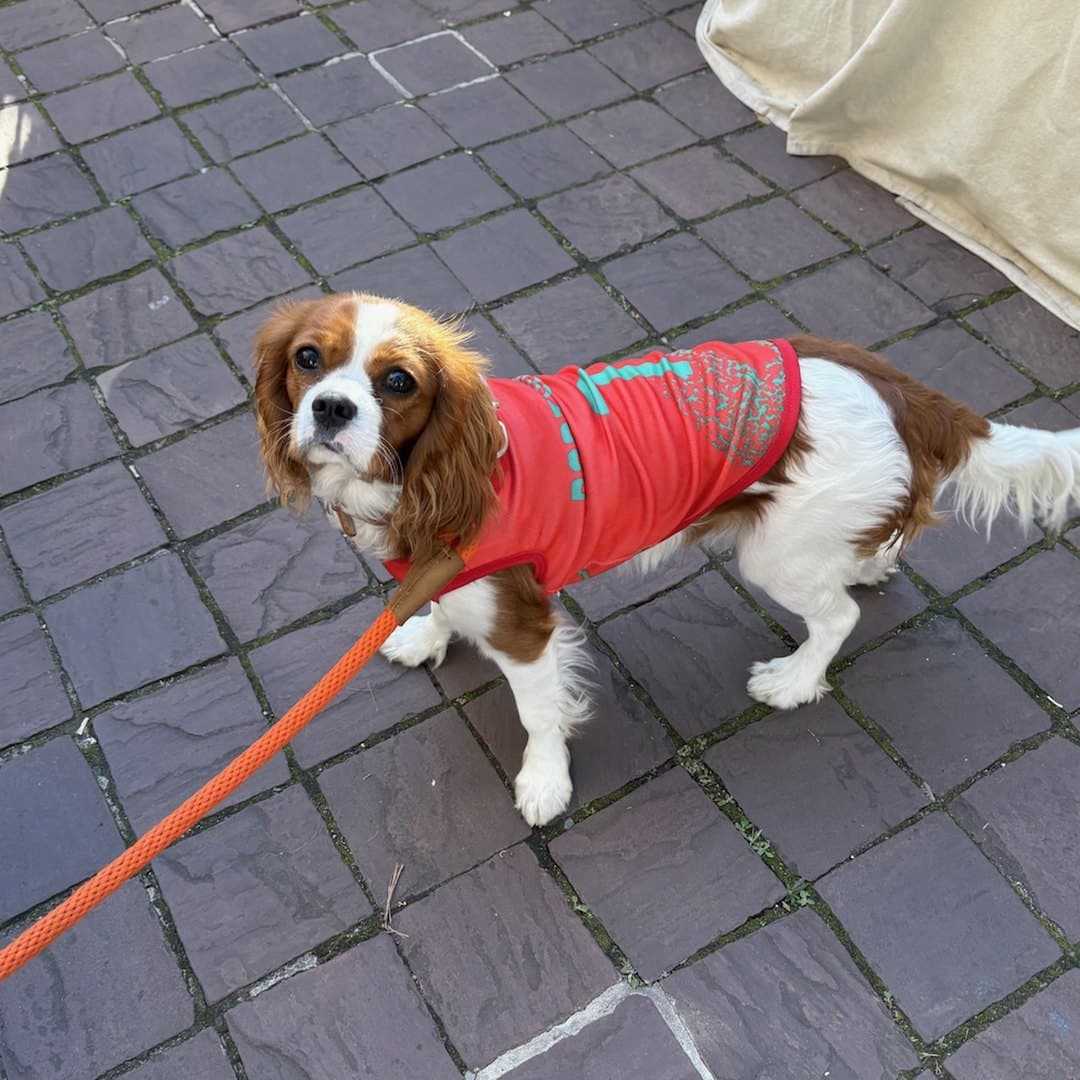 Cavalier King Charles Spaniel on a lead in the red Portugal jersey
