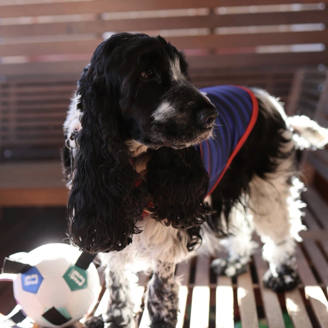 Black and white Cocker Spaniel on a bench beside a football