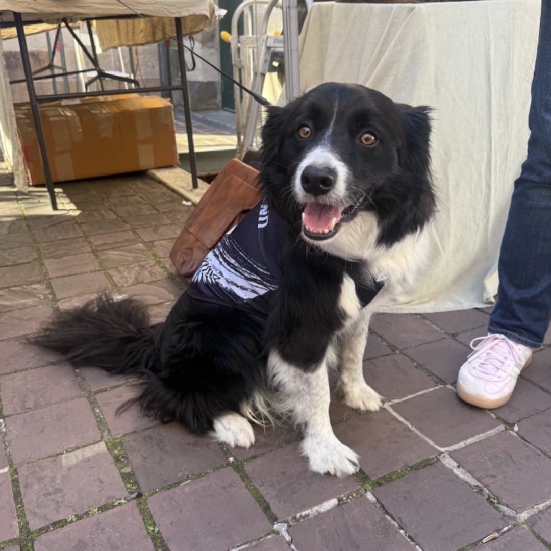 Border Collie grinning in the New Zealand jersey on a courtyard