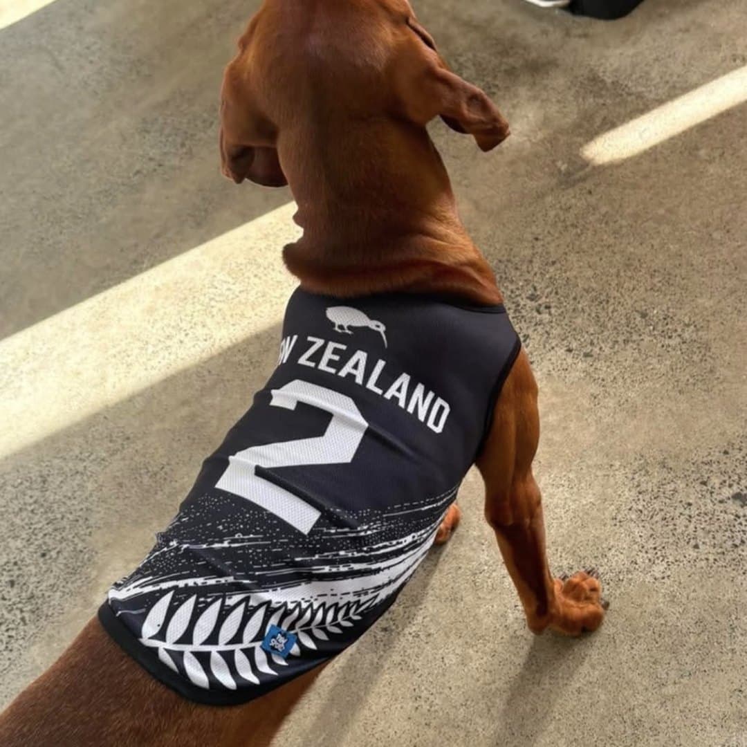 Dachshund stretching in the sun in the New Zealand jersey