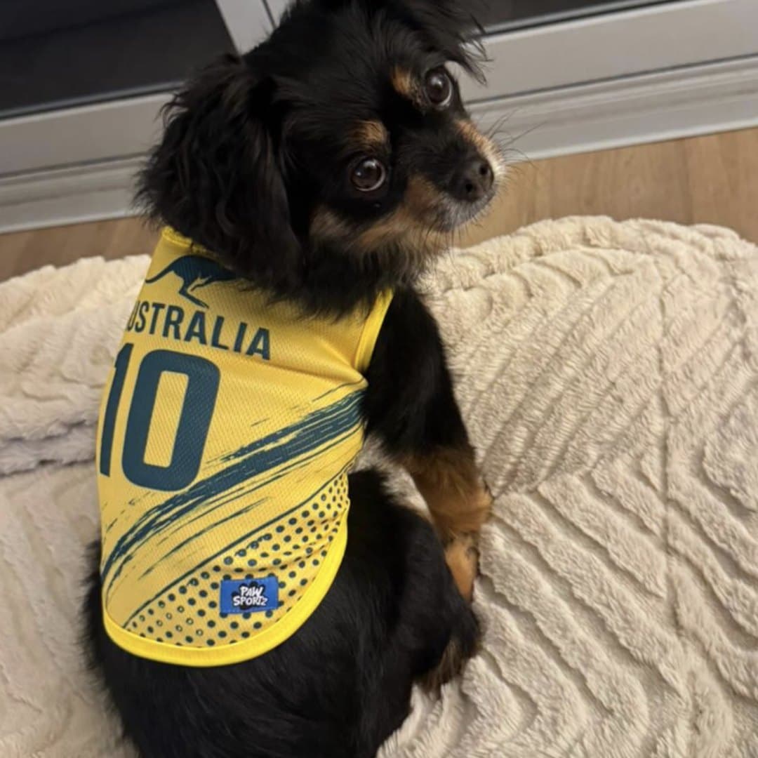 Black and tan Pomeranian cross on a cushion in the Australia jersey