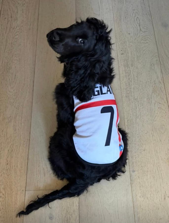 Real customer photo: a pet wearing a Paw Sportz football kit (10)