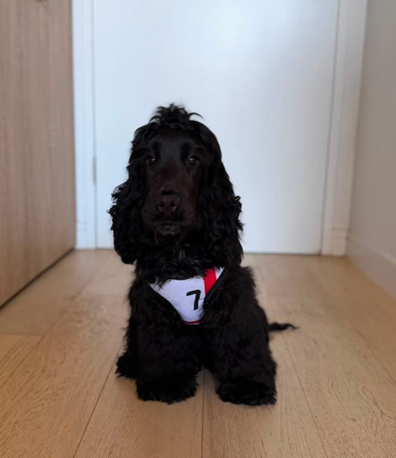 Real customer photo: a pet wearing a Paw Sportz football kit (28)