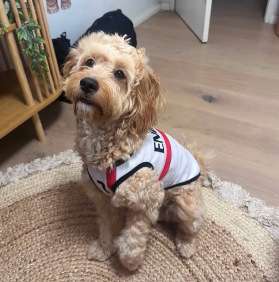 Real customer photo: a pet wearing a Paw Sportz football kit (13)