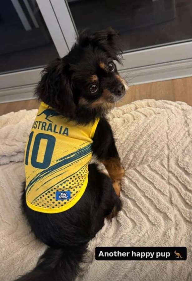 Real customer photo: a pet wearing a Paw Sportz football kit (24)