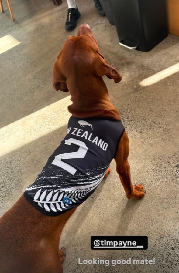 Real customer photo: a pet wearing a Paw Sportz football kit (12)