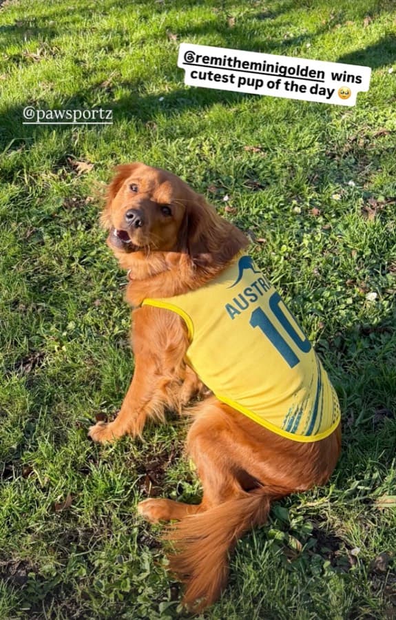 Real customer photo: a pet wearing a Paw Sportz football kit (3)