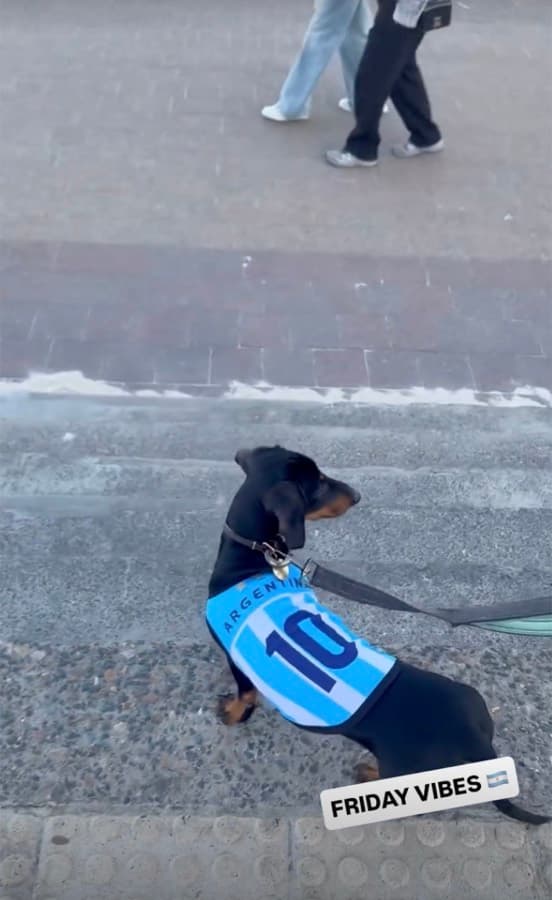 Real customer photo: a pet wearing a Paw Sportz football kit (23)