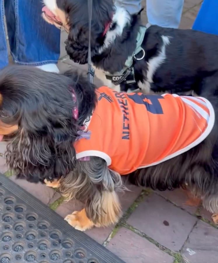 Real customer photo: a pet wearing a Paw Sportz football kit (19)