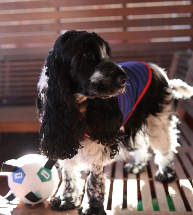 Real customer photo: a pet wearing a Paw Sportz football kit (11)