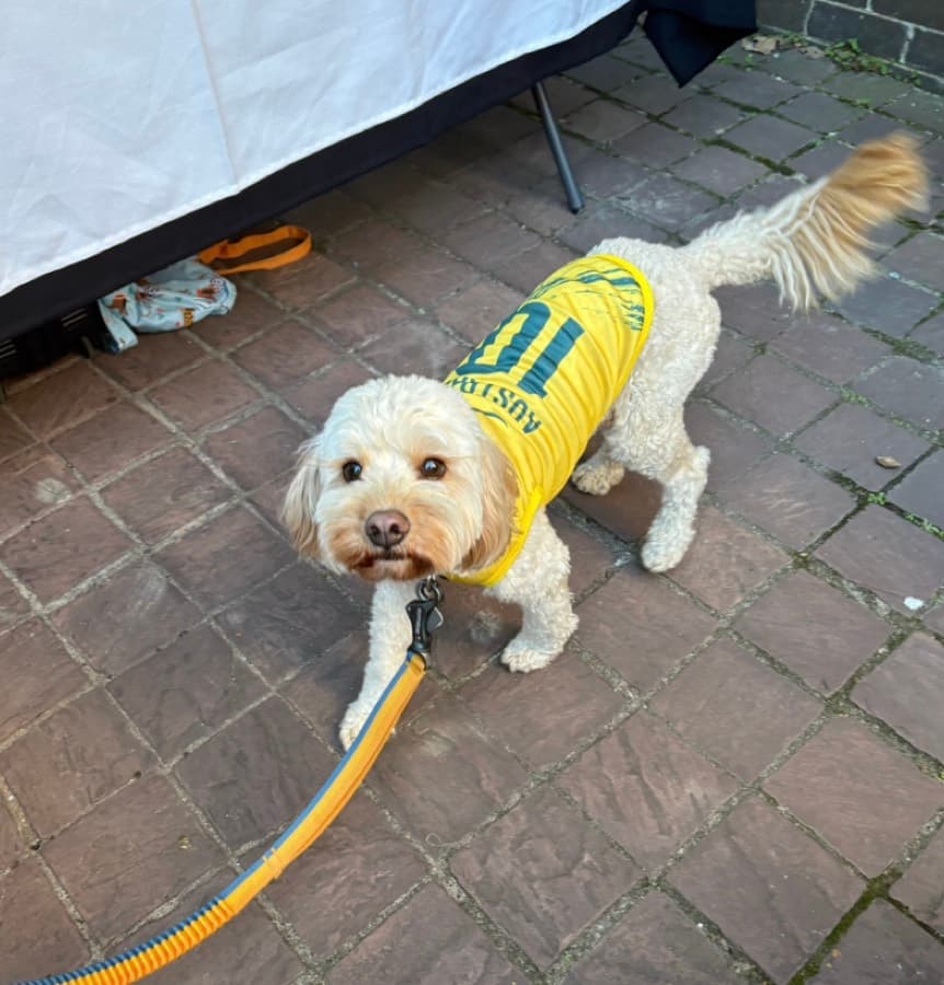 Real customer photo: a pet wearing a Paw Sportz football kit (9)