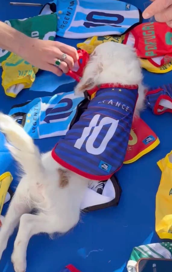 Real customer photo: a pet wearing a Paw Sportz football kit (6)