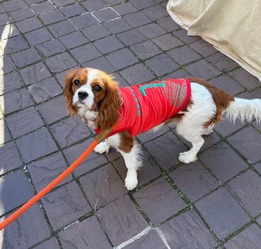 Real customer photo: a pet wearing a Paw Sportz football kit (14)