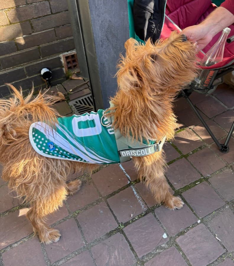 Real customer photo: a pet wearing a Paw Sportz football kit (21)