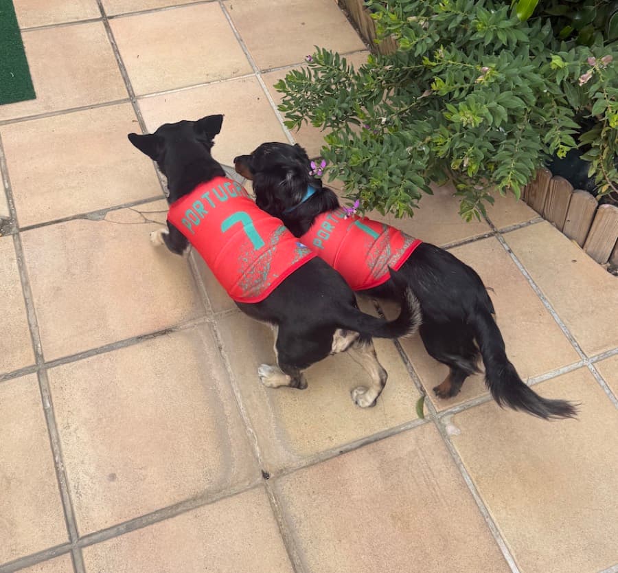 Real customer photo: a pet wearing a Paw Sportz football kit (16)