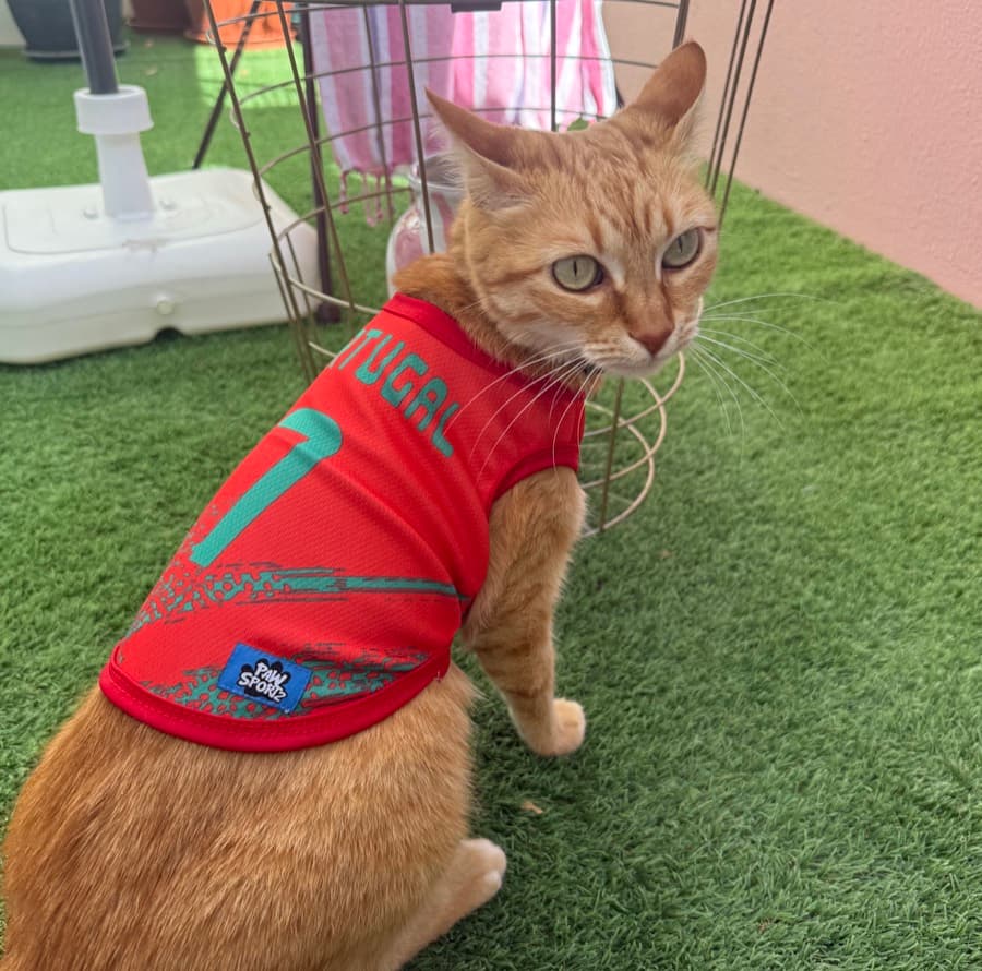 Real customer photo: a pet wearing a Paw Sportz football kit (20)