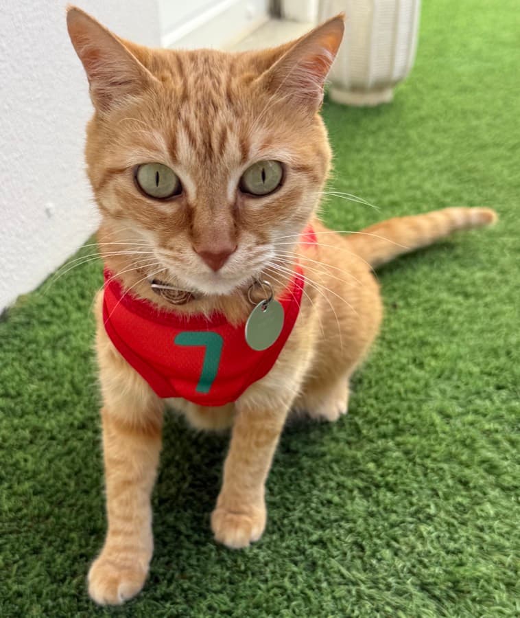 Real customer photo: a pet wearing a Paw Sportz football kit (30)