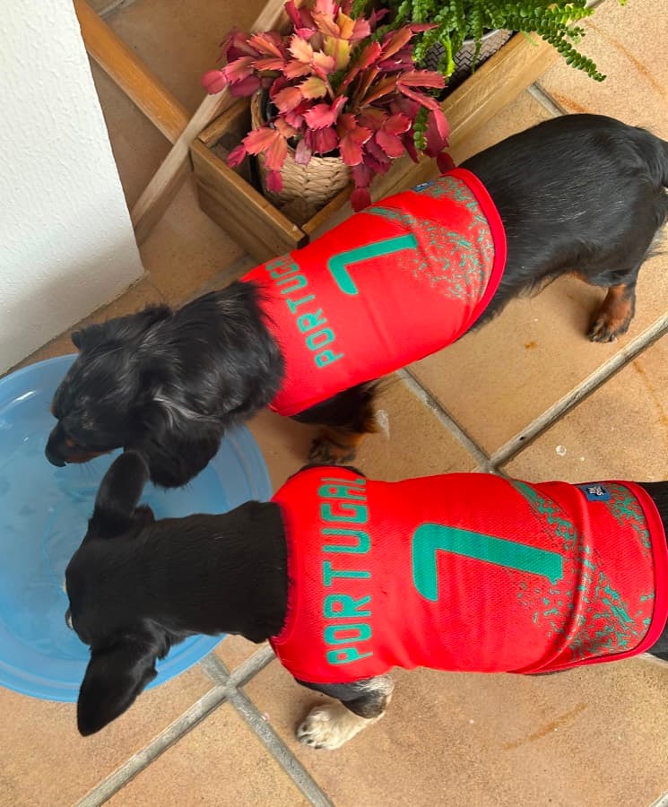 Real customer photo: a pet wearing a Paw Sportz football kit (29)
