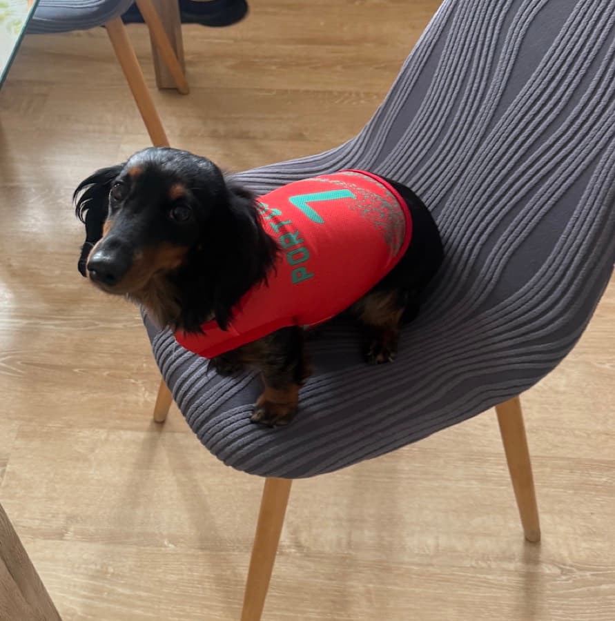 Real customer photo: a pet wearing a Paw Sportz football kit (18)