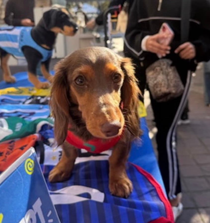 Real customer photo: a pet wearing a Paw Sportz football kit (25)
