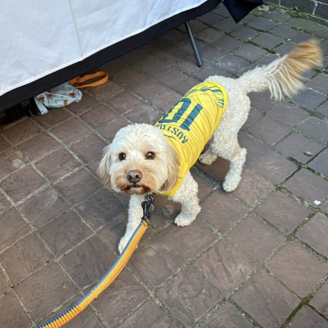 White Cavoodle out for a walk in the Australia jersey