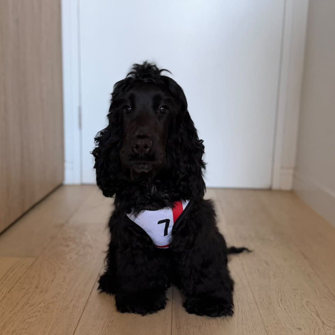 Black Cockapoo sitting front-on in a doorway in the England jersey