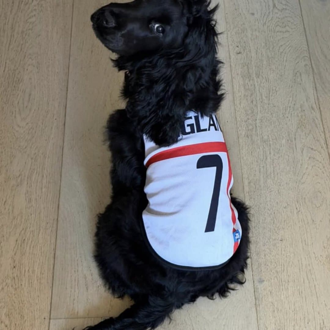 Black Cockapoo lying on the floorboards in the England jersey