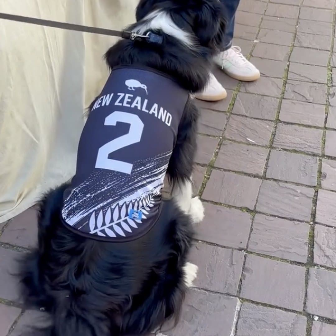 Border Collie on a brick pavement in the New Zealand jersey