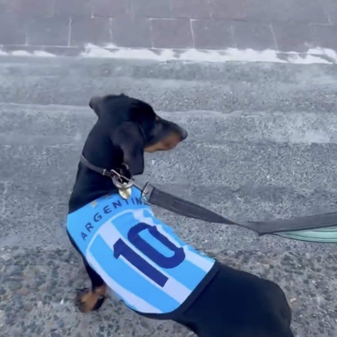 Dachshund on a lead in the Argentina jersey, crossing a cobbled street