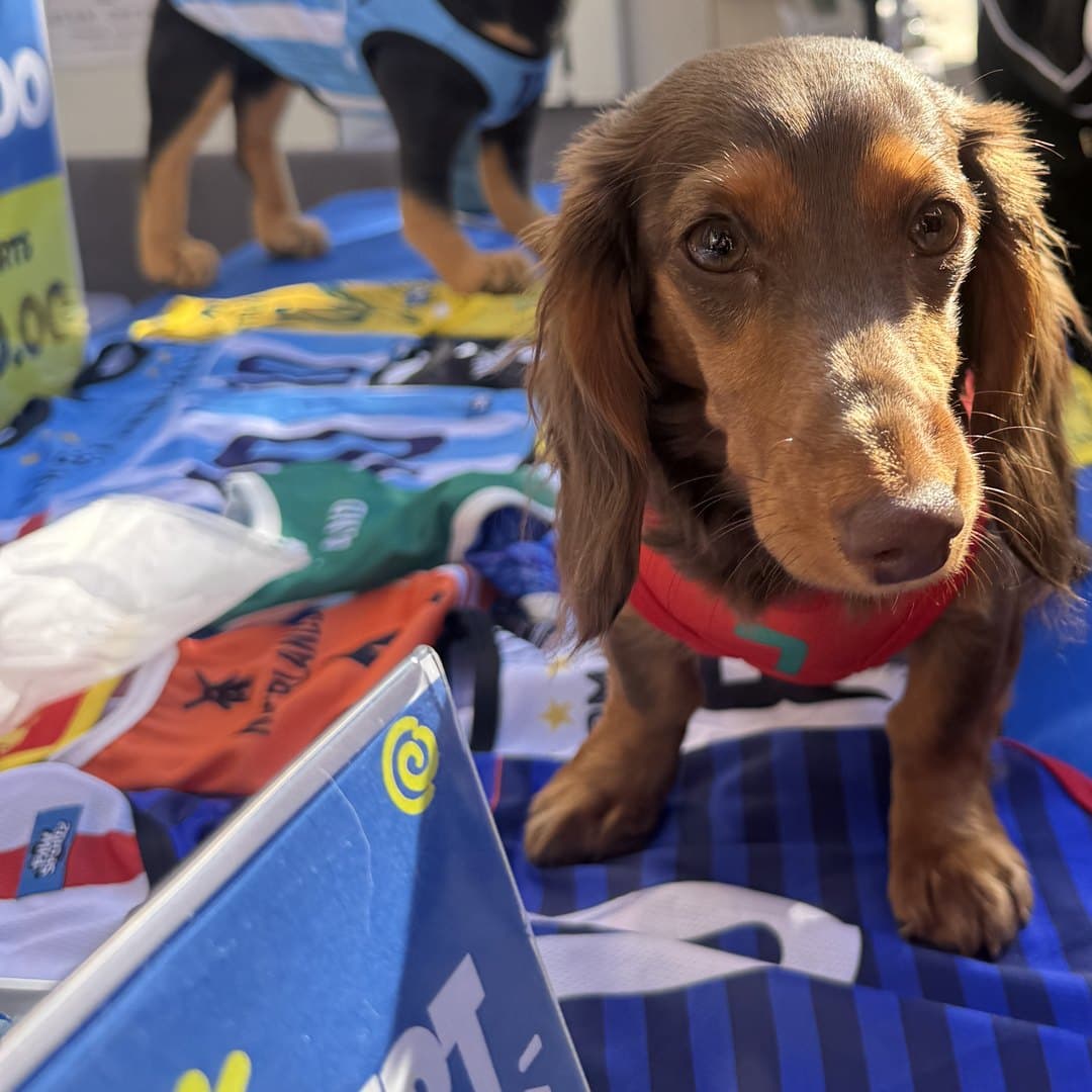 Long-haired Dachshund in the France jersey, standing on the market stall table