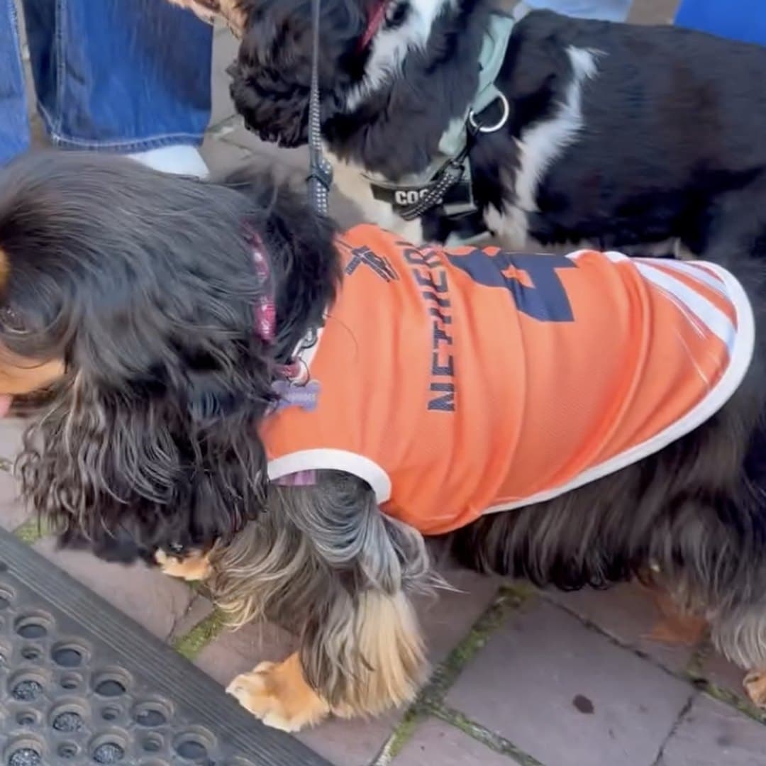 Long-haired Dachshund on a kerb in the orange Netherlands jersey