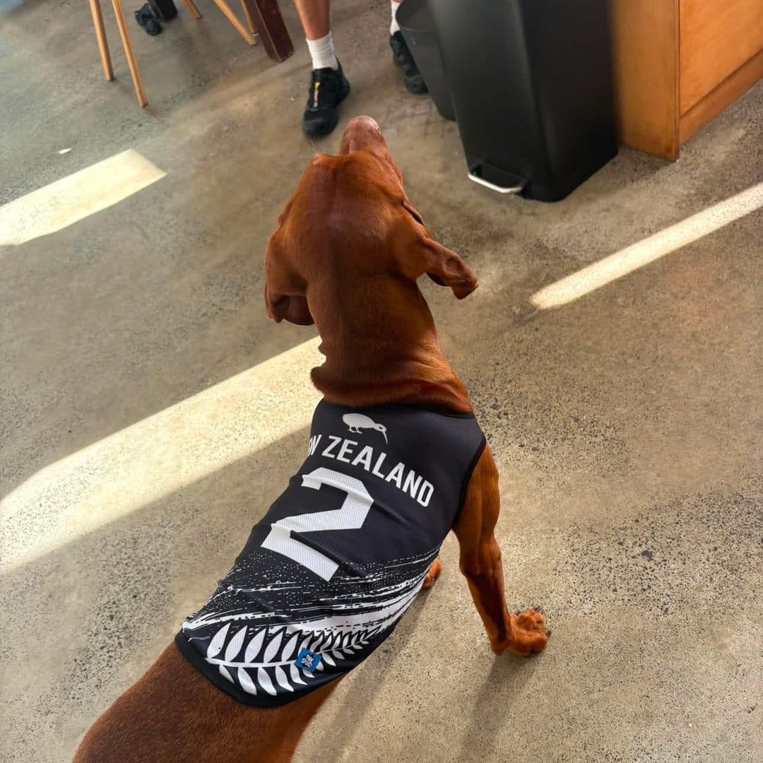 Dachshund in the New Zealand jersey, watching the street from a cafe floor