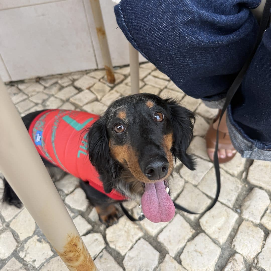 Long-haired Dachshund in the Portugal jersey, tongue out on the cobbles