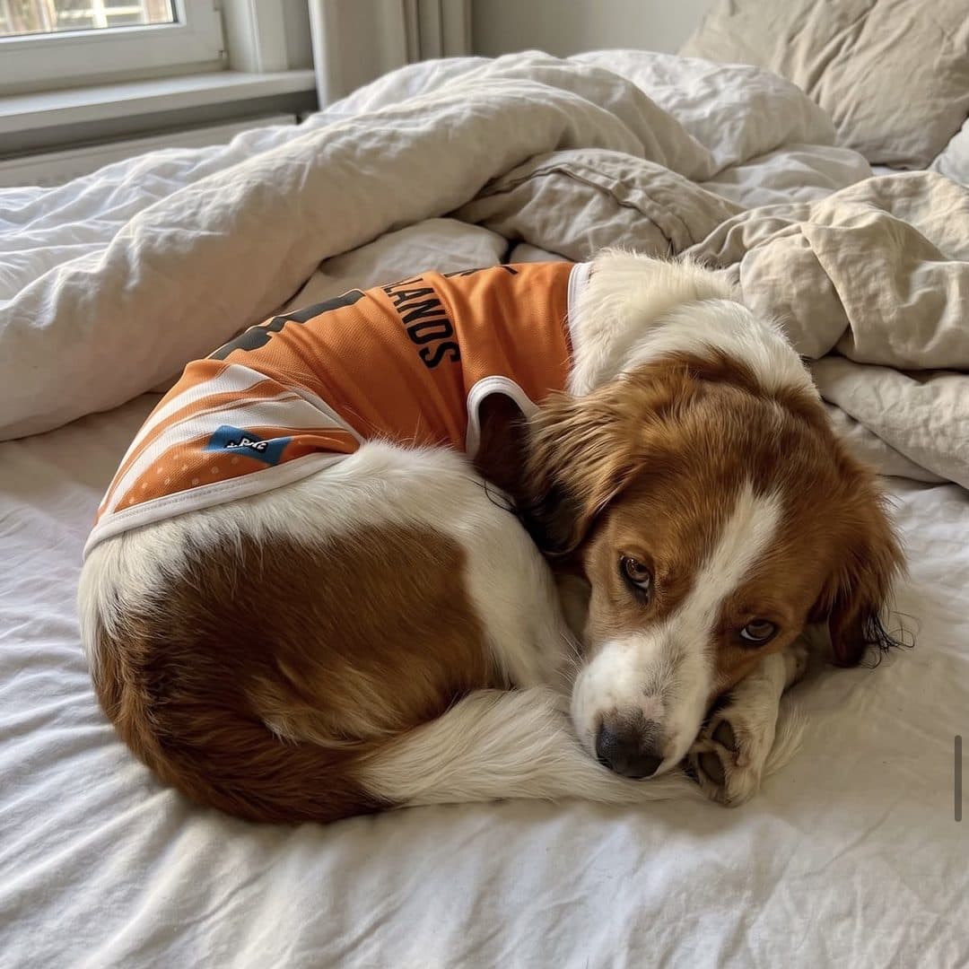 Kooikerhondje curled up on a bed in the Netherlands jersey