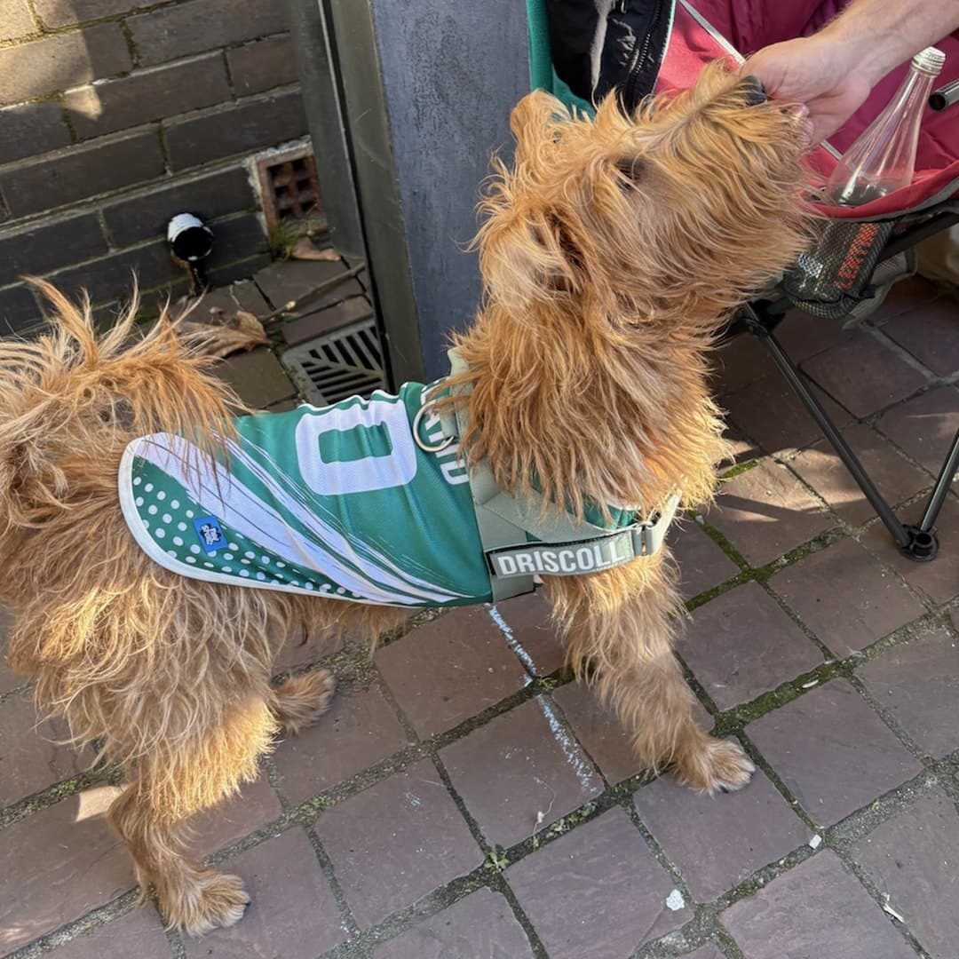 Scruffy terrier on a paved patio in a teal kit