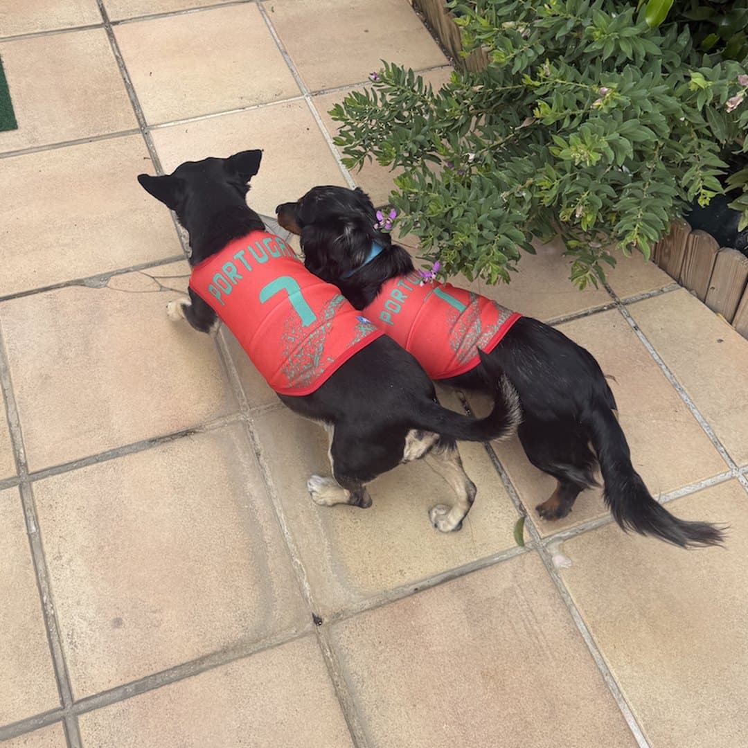 Two dogs playing on a tiled patio in matching red Portugal jerseys